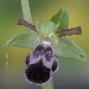 Ophrys dyris Maire