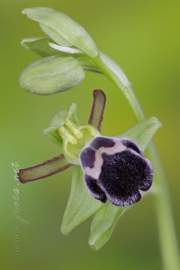 Ophrys dyris Maire