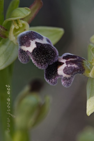 Ophrys dyris Maire