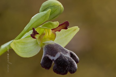 Ophrys dyris Maire