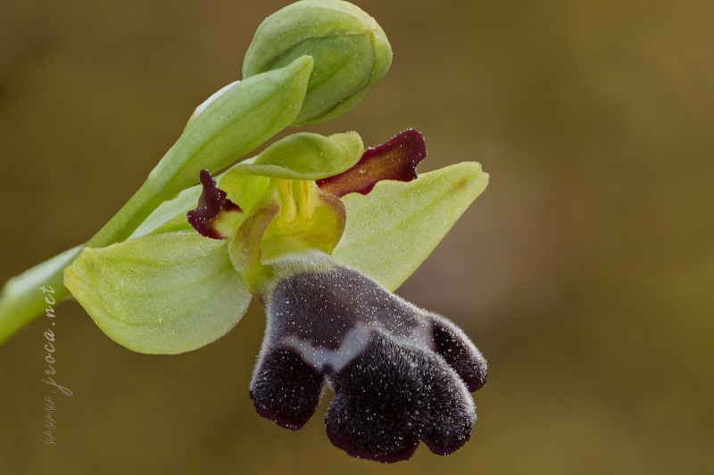 Ophrys dyris Maire