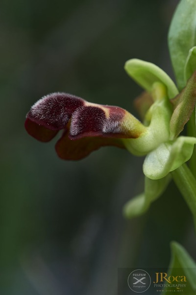 Ophrys dyris Maire