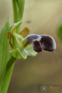 Ophrys dyris Maire