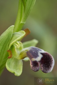 Ophrys dyris Maire