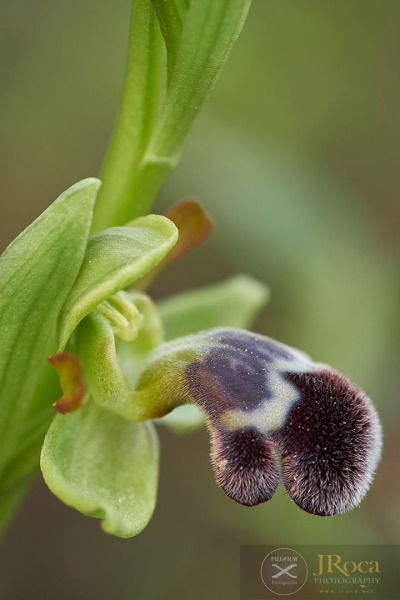 Ophrys dyris Maire