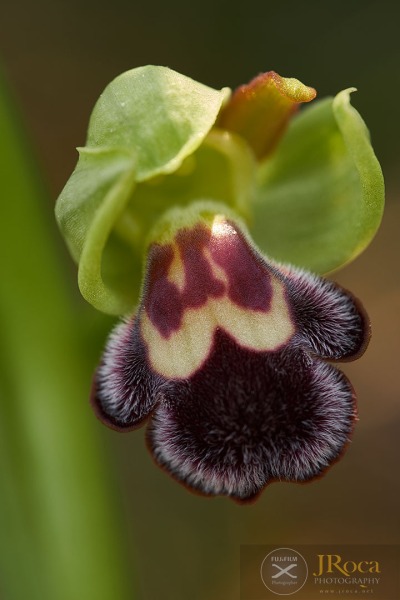 Ophrys dyris Maire