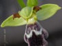 Ophrys dyris