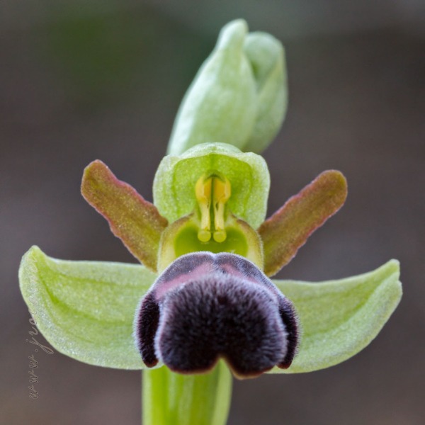 Ophrys dyris Maire