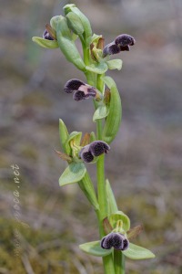 Ophrys dyris Maire