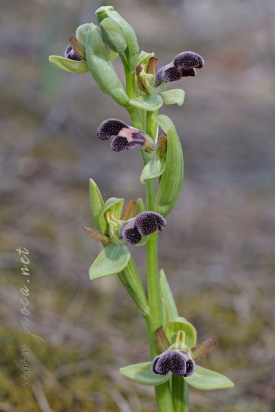 Ophrys dyris Maire