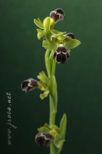 Ophrys dyris Maire