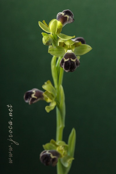 Ophrys dyris Maire