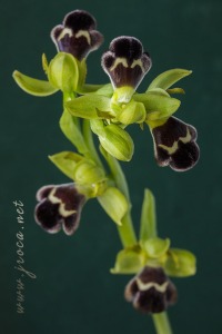 Ophrys dyris Maire