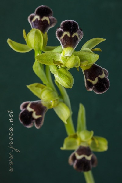 Ophrys dyris Maire