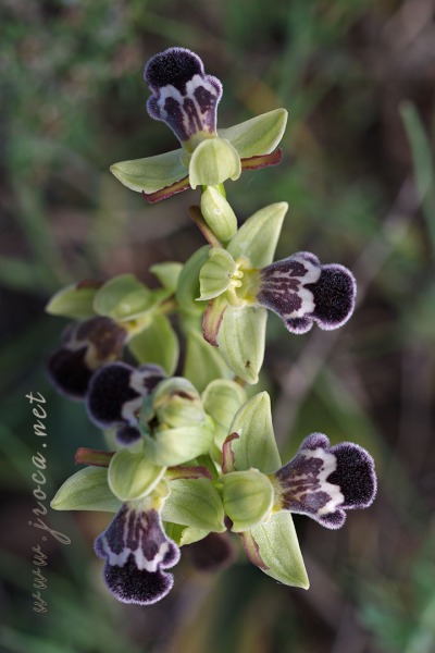 Ophrys dyris Maire