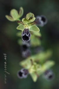 Ophrys dyris Maire