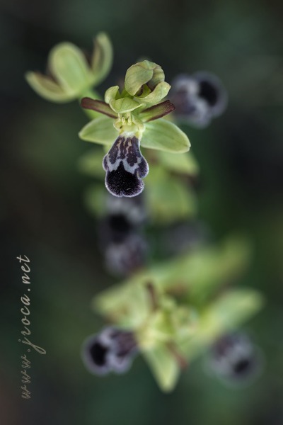 Ophrys dyris Maire