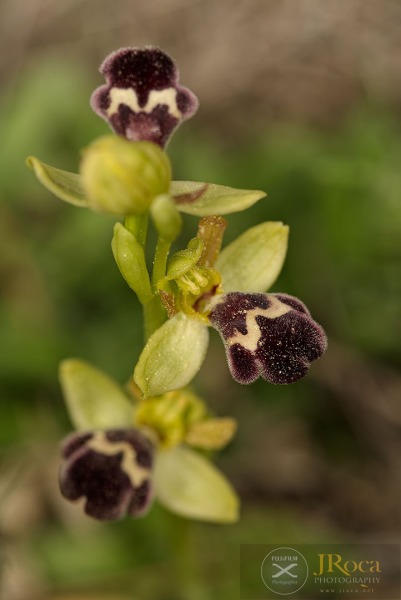 Ophrys dyris Maire