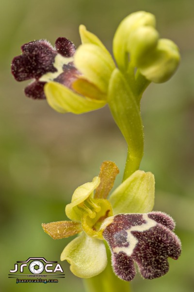 Ophrys dyris Maire