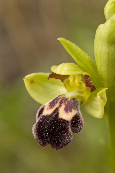 Ophrys dyris Maire