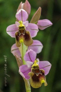 Ophrys ficalhoana Guimaraes