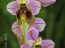 Ophrys ficalhoana