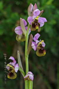 Ophrys ficalhoana Guimaraes