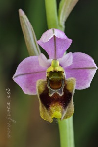 Ophrys ficalhoana Guimaraes