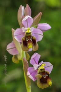 Ophrys ficalhoana Guimaraes