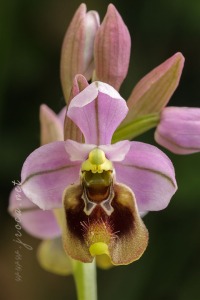 Ophrys ficalhoana Guimaraes