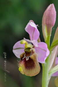 Ophrys ficalhoana Guimaraes