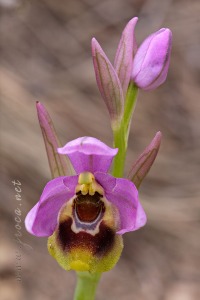 Ophrys ficalhoana Guimaraes