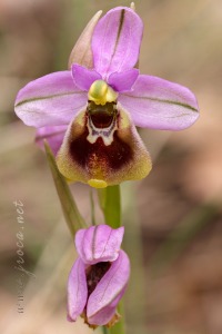 Ophrys ficalhoana Guimaraes
