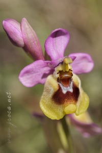 Ophrys ficalhoana Guimaraes