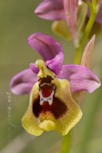 Ophrys ficalhoana Guimaraes