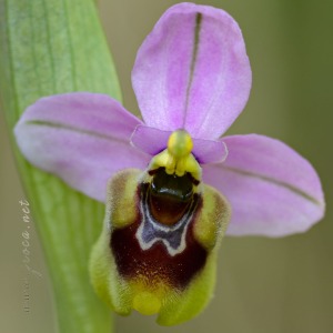 Ophrys ficalhoana Guimaraes