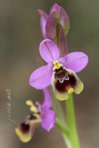 Ophrys ficalhoana Guimaraes