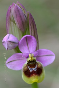 Ophrys ficalhoana Guimaraes