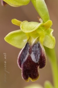 Ophrys forestieri (Rchb. f.) Lojacono