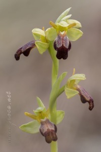 Ophrys forestieri (Rchb. f.) Lojacono