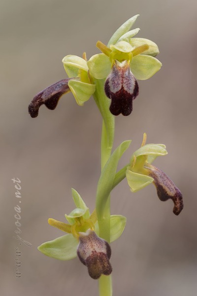 Ophrys forestieri (Rchb. f.) Lojacono