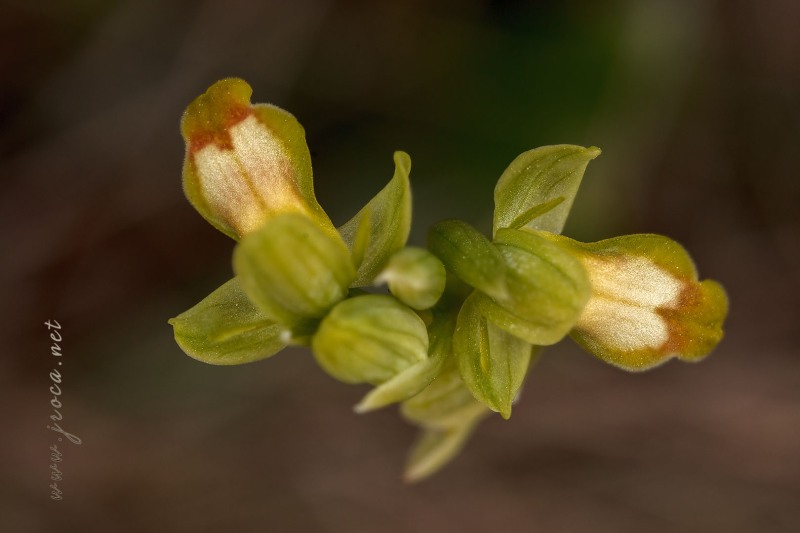 Ophrys forestieri (Rchb. f.) Lojacono