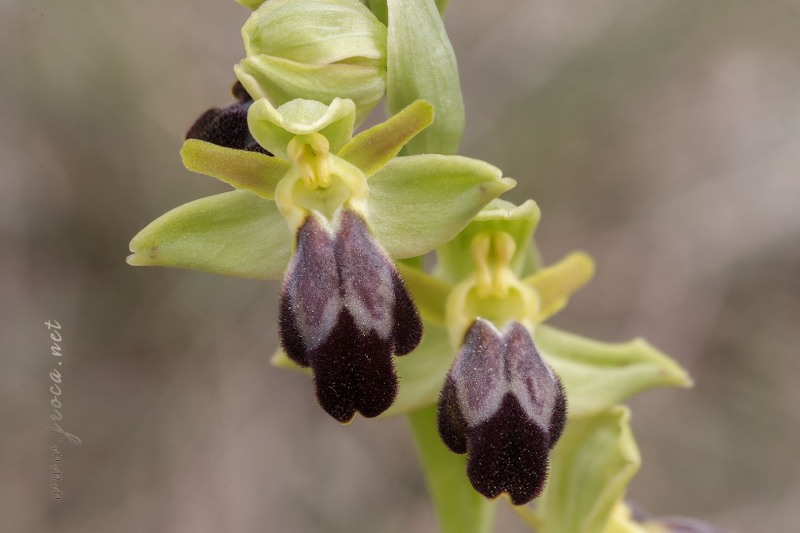 Ophrys forestieri (Rchb. f.) Lojacono