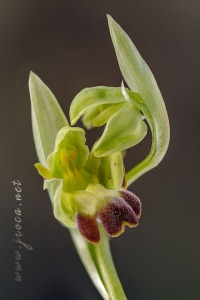 Ophrys forestieri (Rchb f.) Lojac. 1909