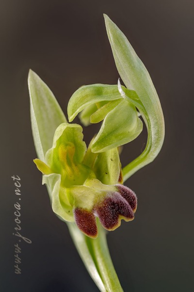 Ophrys forestieri (Rchb f.) Lojac. 1909