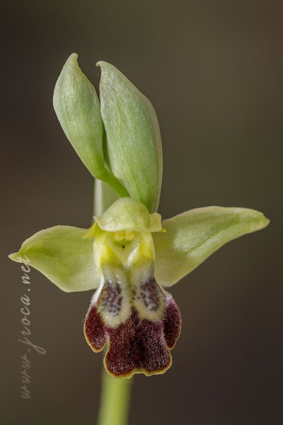 Ophrys forestieri (Rchb f.) Lojac. 1909