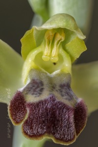 Ophrys forestieri (Rchb f.) Lojac. 1909
