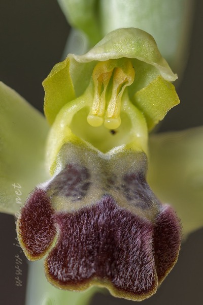 Ophrys forestieri (Rchb f.) Lojac. 1909