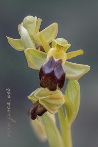 Ophrys forestieri (Rchb f.) Lojac. 1909