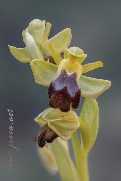 Ophrys forestieri (Rchb f.) Lojac. 1909